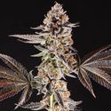 La Bomba (Compound Genetics) Feminiserade