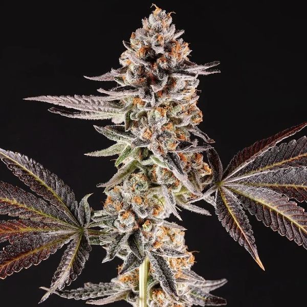 La Bomba (Compound Genetics) Feminiserade