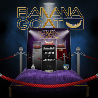 Banana GOAT (T.H. Seeds x Zamnesia Seeds) Feminiserade