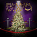 Banana GOAT (T.H. Seeds x Zamnesia Seeds) Feminiserade