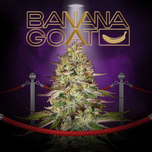 Banana GOAT (T.H. Seeds x Zamnesia Seeds) Feminiserade