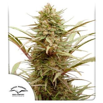CBD Compassion (Dutch Passion) Feminiserade cannabisfr&ouml;n