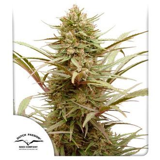 CBD Compassion (Dutch Passion) Feminiserade