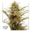 CBD Compassion (Dutch Passion) Feminiserade