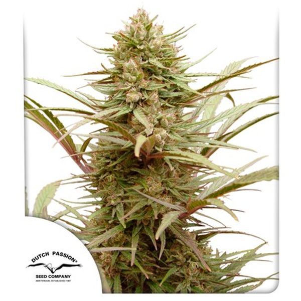 CBD Compassion (Dutch Passion) Feminiserade