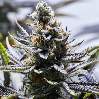 Chapel of Love (Purple City Genetics) feminiserade