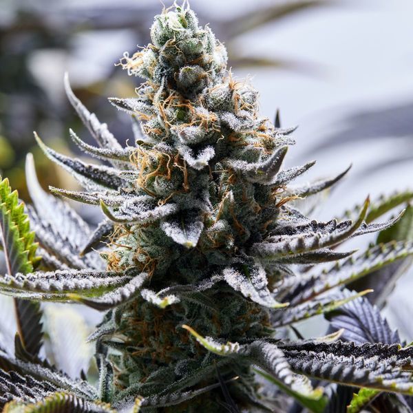 Chapel Of Love (Purple City Genetics) Feminiserade