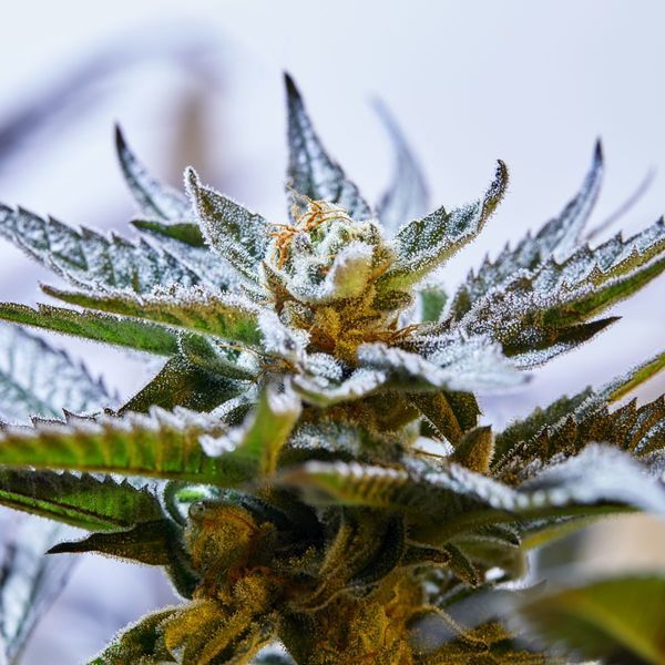 Blueprint S1 (Purple City Genetics) Feminiserade