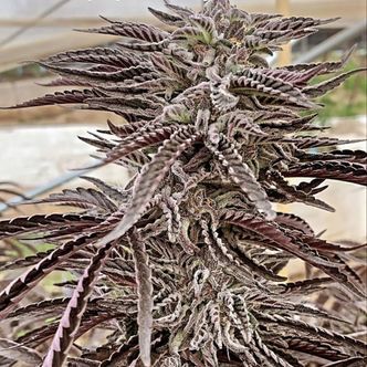 Fillmore Slim (Purple City Genetics) feminiserade