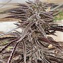 Fillmore Slim (Purple City Genetics) Feminiserade