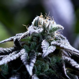 Bulletproof Wallet (Purple City Genetics) Feminiserade