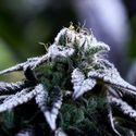 Bulletproof Wallet (Purple City Genetics) Feminiserade