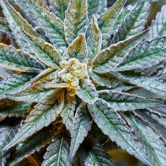 Gush Mints S1 (Purple City Genetics) feminiserade cannabisfr&ouml;n