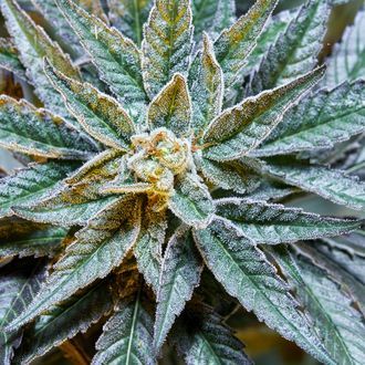 Gush Mints S1 (Purple City Genetics) Feminiserade