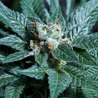 Platinum Bird (Purple City Genetics) feminiserade cannabisfr&ouml;n