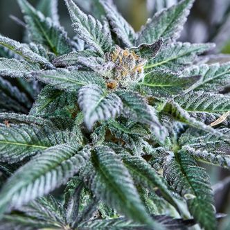 Berry Bonds Auto (Purple City Genetics) Feminiserade