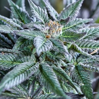 Berry Bonds Auto (Purple City Genetics) Feminiserade