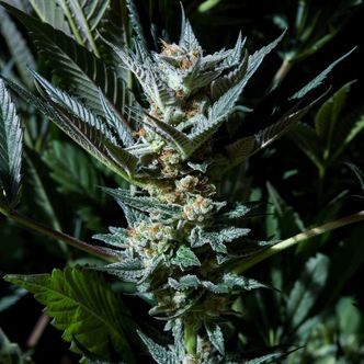 Velvet Lushers (Purple City Genetics) Feminiserade