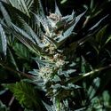 Velvet Lushers (Purple City Genetics) Feminiserade