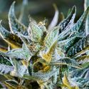 Afberry Autoflower (Purple City Genetics) Feminiserade