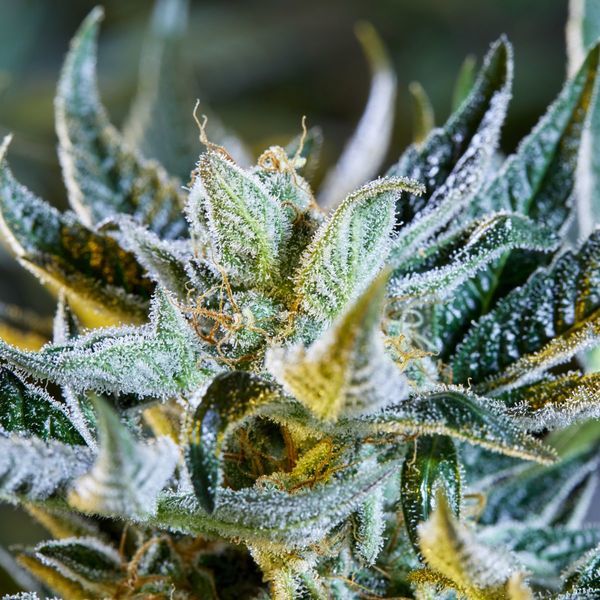 Afberry Autoflower (Purple City Genetics) Feminiserade