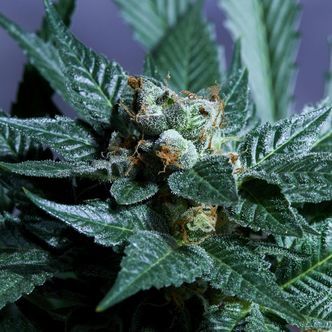 Acid Wash (Purple City Genetics) feminiserade