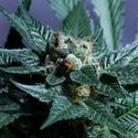 Acid Wash (Purple City Genetics) Feminiserade