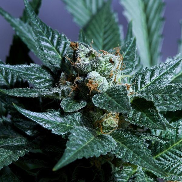 Acid Wash (Purple City Genetics) Feminiserade