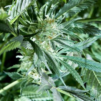 Fresh Pressed Runtz (Purple City Genetics) Feminiserade