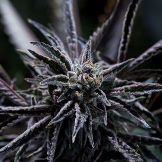 Forbidden Blueprint (Purple City Genetics) Feminiserade