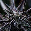 Forbidden Blueprint (Purple City Genetics) Feminiserade