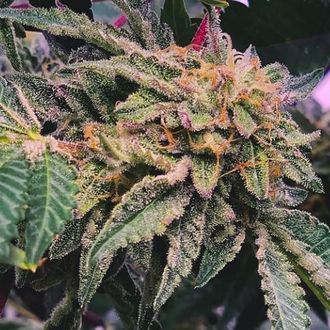 Alfajores (Purple City Genetics) Feminiserade
