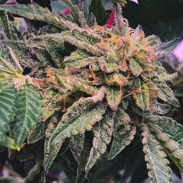 Alfajores (Purple City Genetics) Feminiserade