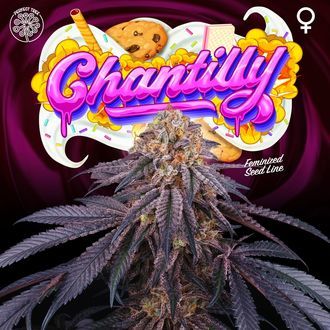 Chantilly (Perfect Tree) Feminiserade