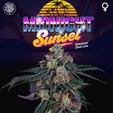 Midnight Sunset (Perfect Tree) Feminiserade