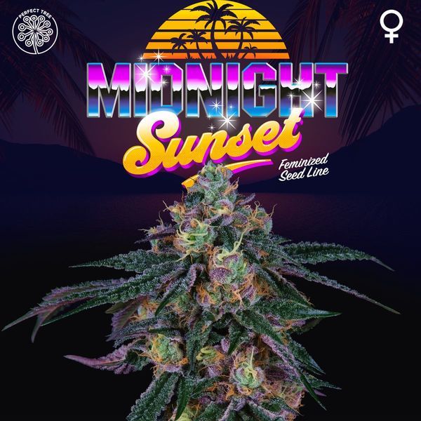 Midnight Sunset (Perfect Tree) Feminiserade