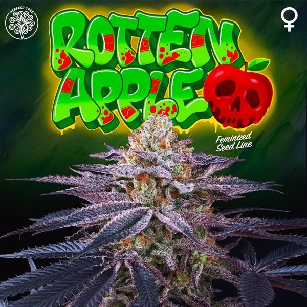 Rotten Apple (Perfect Tree) Feminiserade