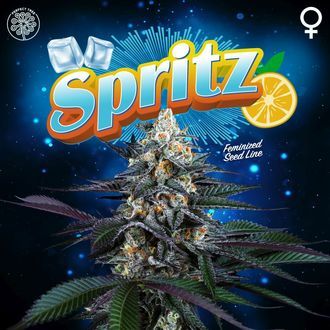 Spritz (Perfect Tree) Feminiserade