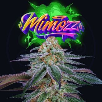 Mimozz (Perfect Tree) Feminiserade