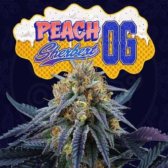 Peach Sherbert OG (Perfect Tree) Feminiserade cannabisfr&ouml;n