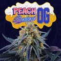 Peach Sherbert OG (Perfect Tree) Feminiserade