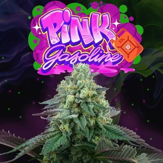 Pink Gasoline (Perfect Tree) Feminiserade