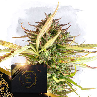 X (Zamnesia Seeds) Feminiserade