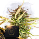 X (Zamnesia Seeds) Feminiserade