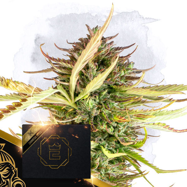 X (Zamnesia Seeds) Feminiserade