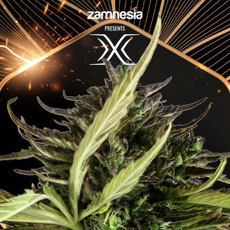 X (Zamnesia Seeds) Feminiserade