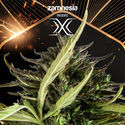 X (Zamnesia Seeds) Feminiserade