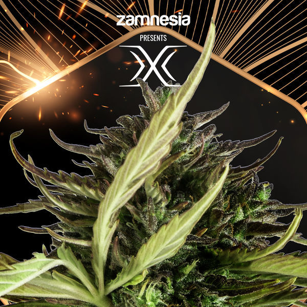 X (Zamnesia Seeds) Feminiserade