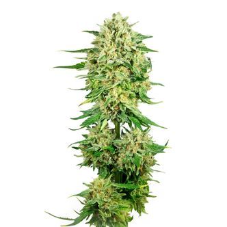 Royal Choco (Amsterdam Genetics) feminiserade