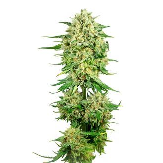 Royal Choco (Amsterdam Genetics) Feminiserade